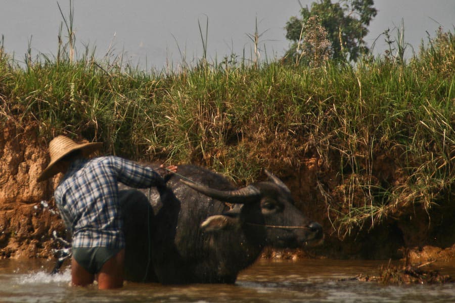 washing_buffalo