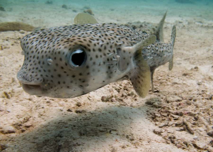 Porcupine fish by Natasha Lambelin