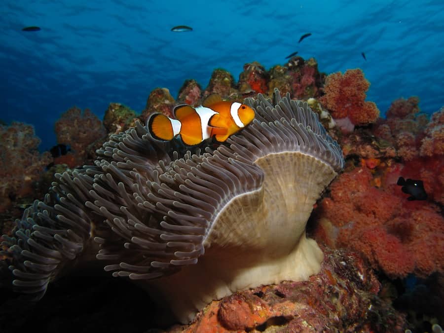 Clownfish. Photo by Natasha Lambelin, Liquid Lense