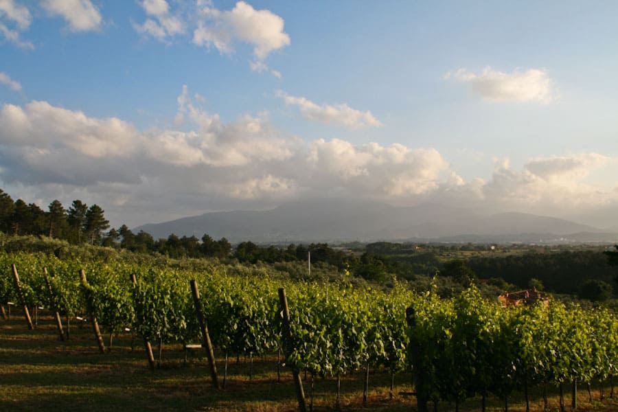 Montecarlo Vineyard