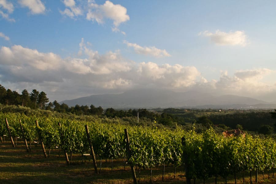 Montecarlo Vineyard Montecarlo Vineyard