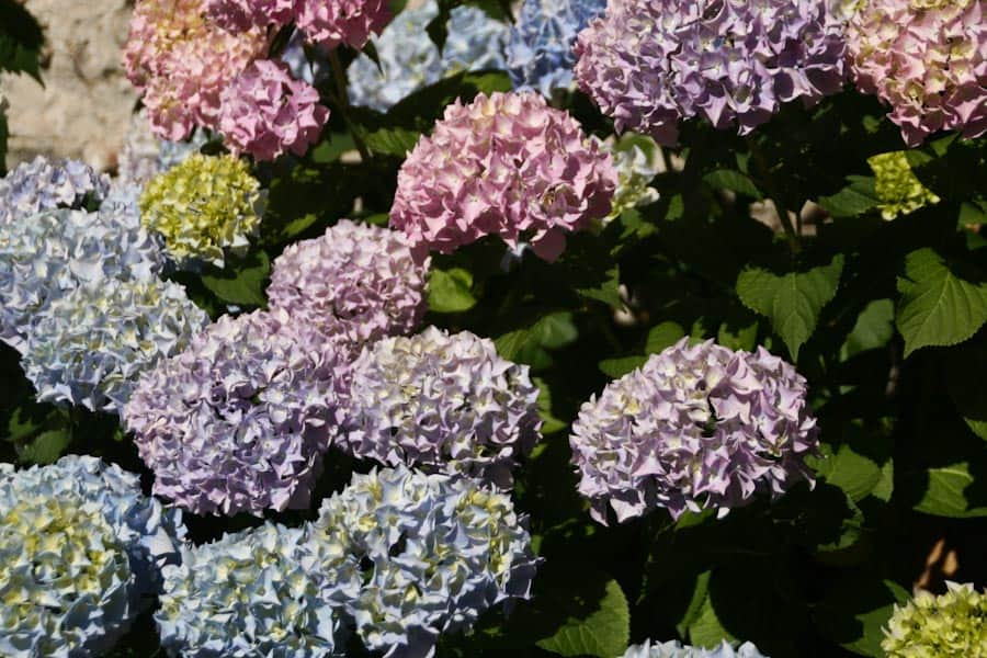 Garfagnana flowers