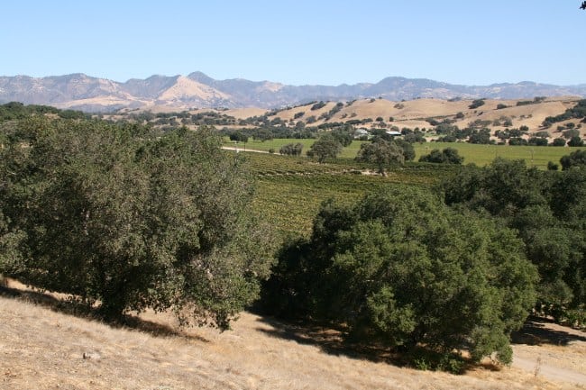 San Ynez winery, California