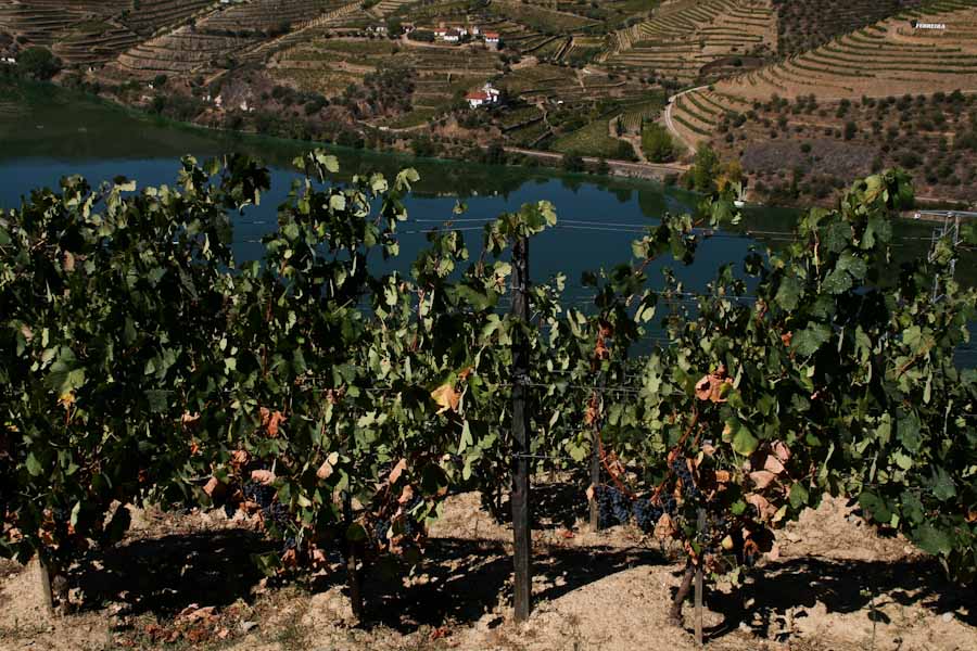 Douro Valley 15 Douro Valley 15