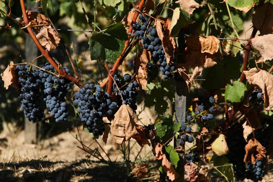 Quinta do Seixo grapes, Douro Valley 16