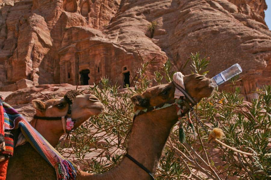 Camel drinking from a water bottle at Petra