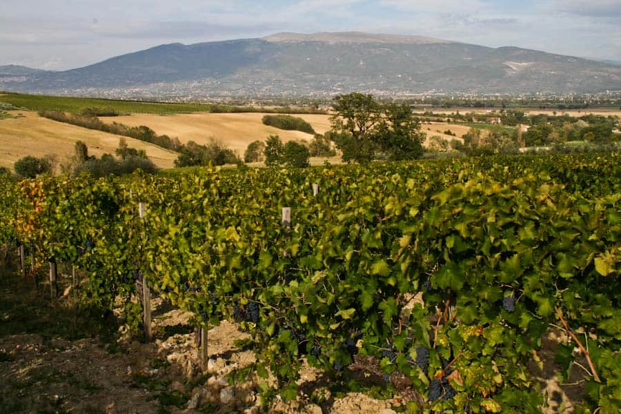 Dionigi vines Dionigi vines