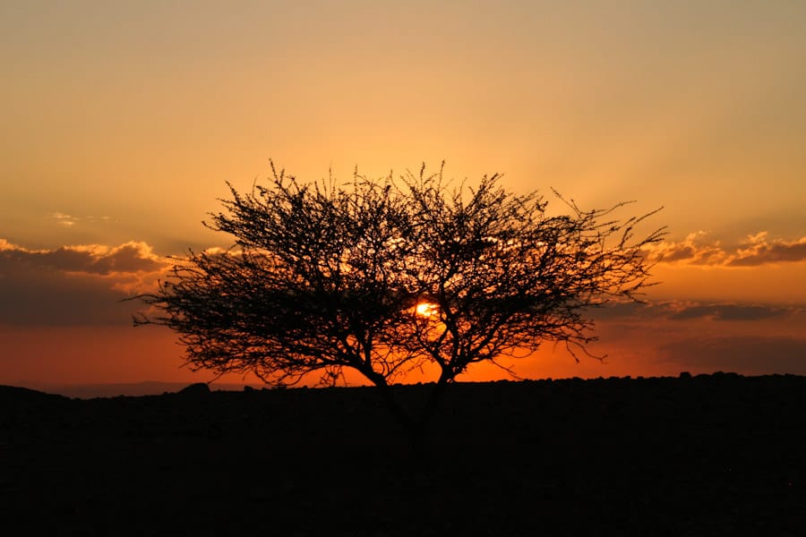 Sunset behind the tree near Feynan Ecolodge