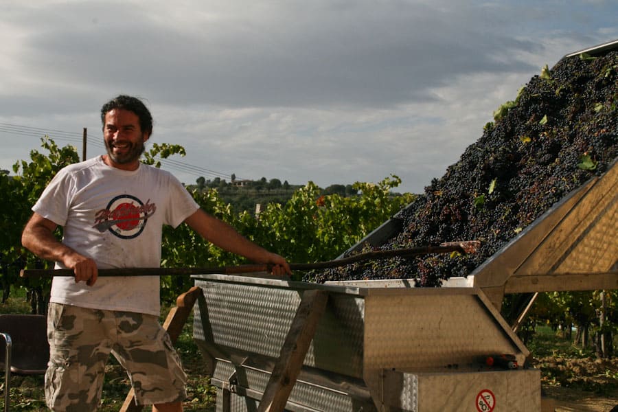 Unloading grapes at Dionigi Unloading grapes at Dionigi