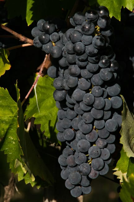 Grapes Grapes