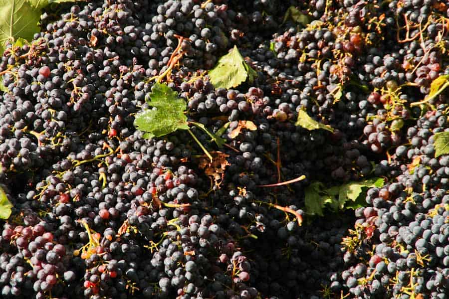 Freshly picked grapes at Dionigi