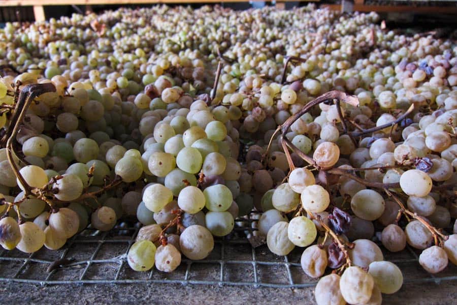 Grapes drying for passito dessert wine