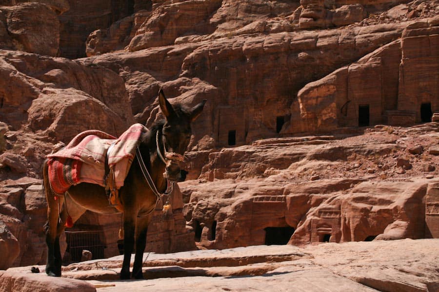 Donkey, Petra