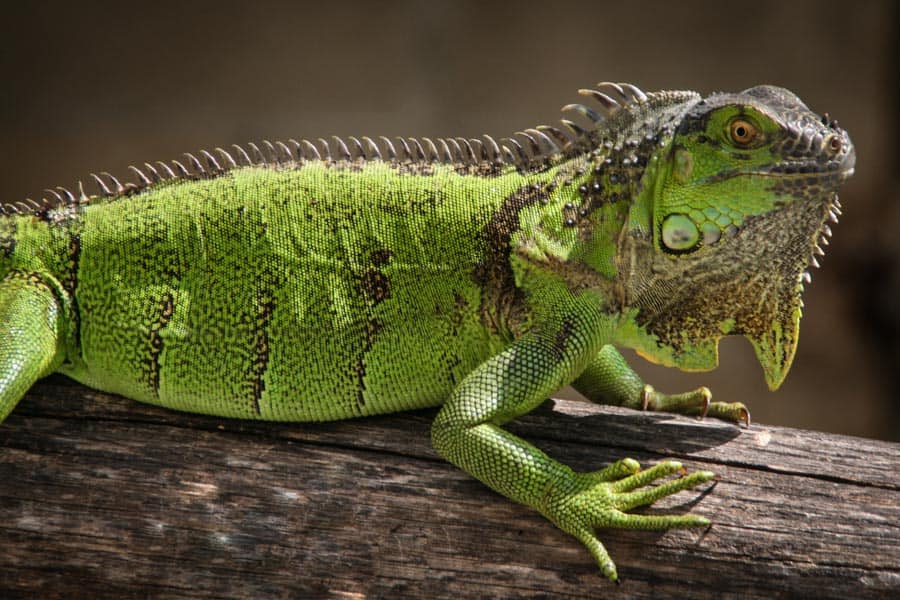 Iguana