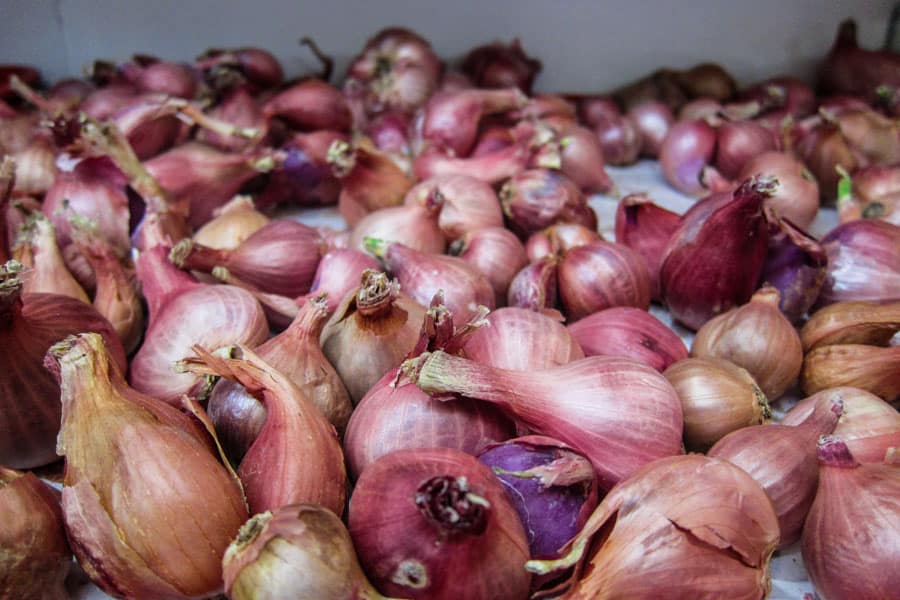 Huge garlic cloves