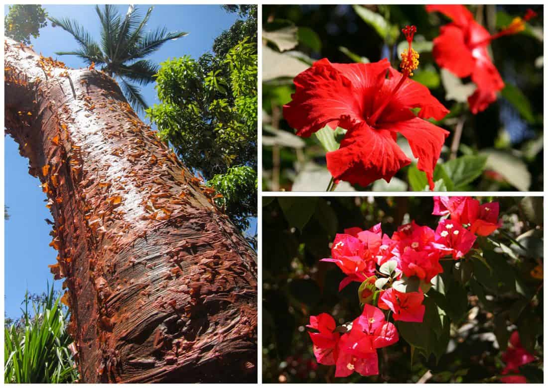 Gumbo-limbo tree, hibiscus and bougainvillea at Majahuitas