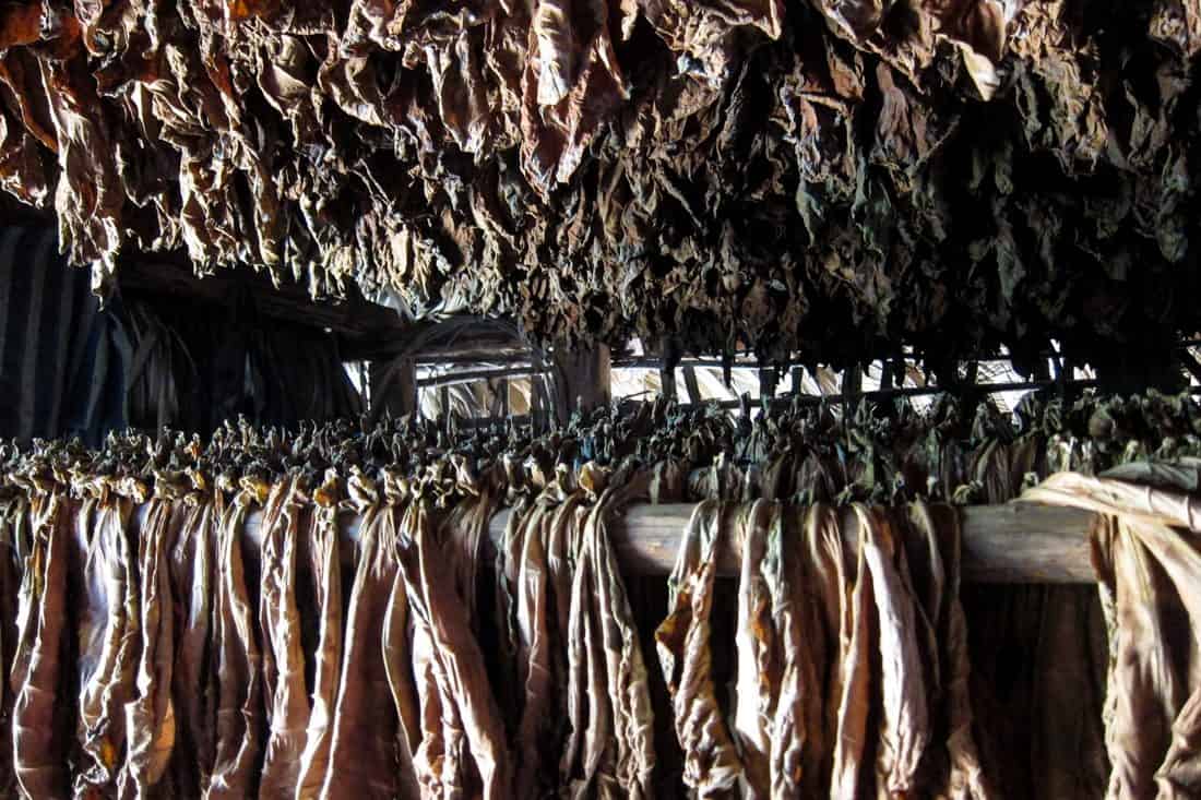 Tobacco drying in Vinales