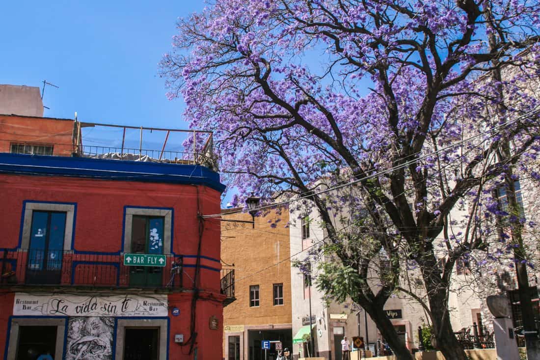 Jacaranda tree, Guanajuato