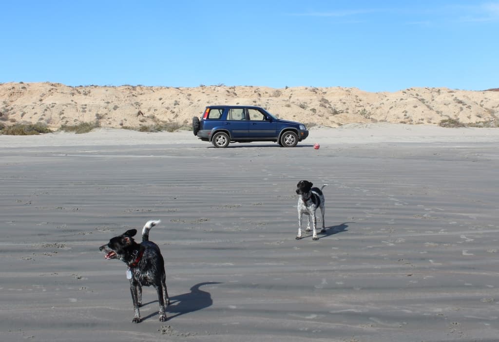 Dogs and Van in San Juanico Mexico