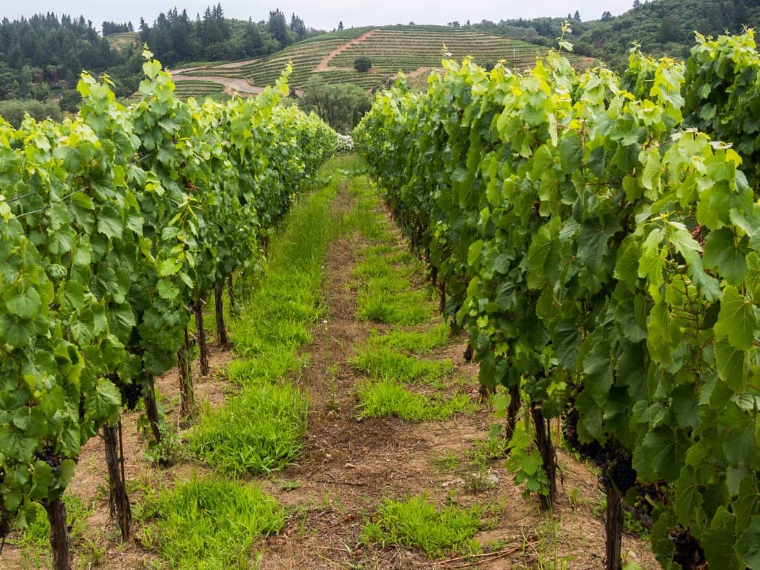 Ferrari Carano vineyards, Sonoma County