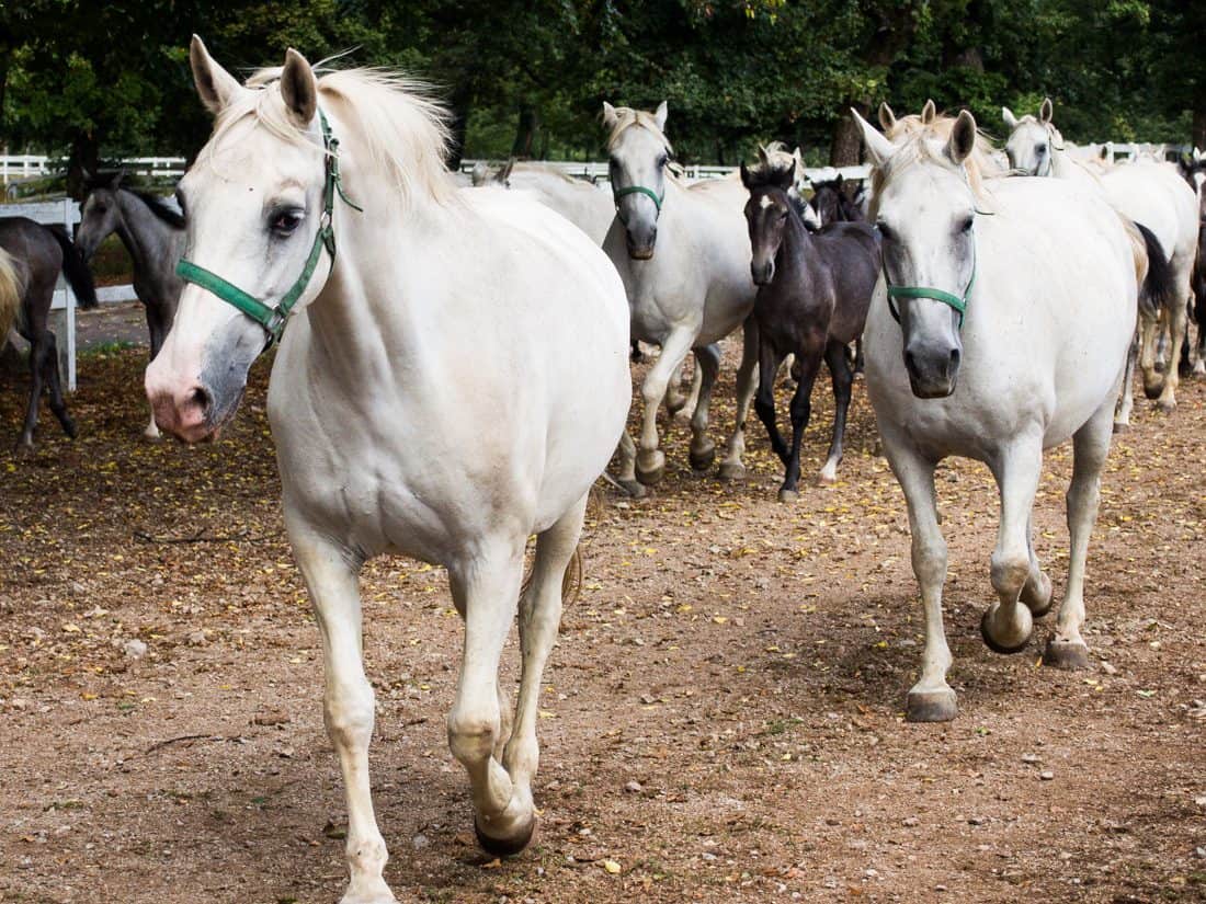 Lipizzaner horses at Lipica Stud Farm