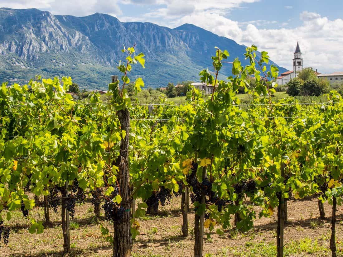 Vineyard in the village of Slap in the Vipava Valley