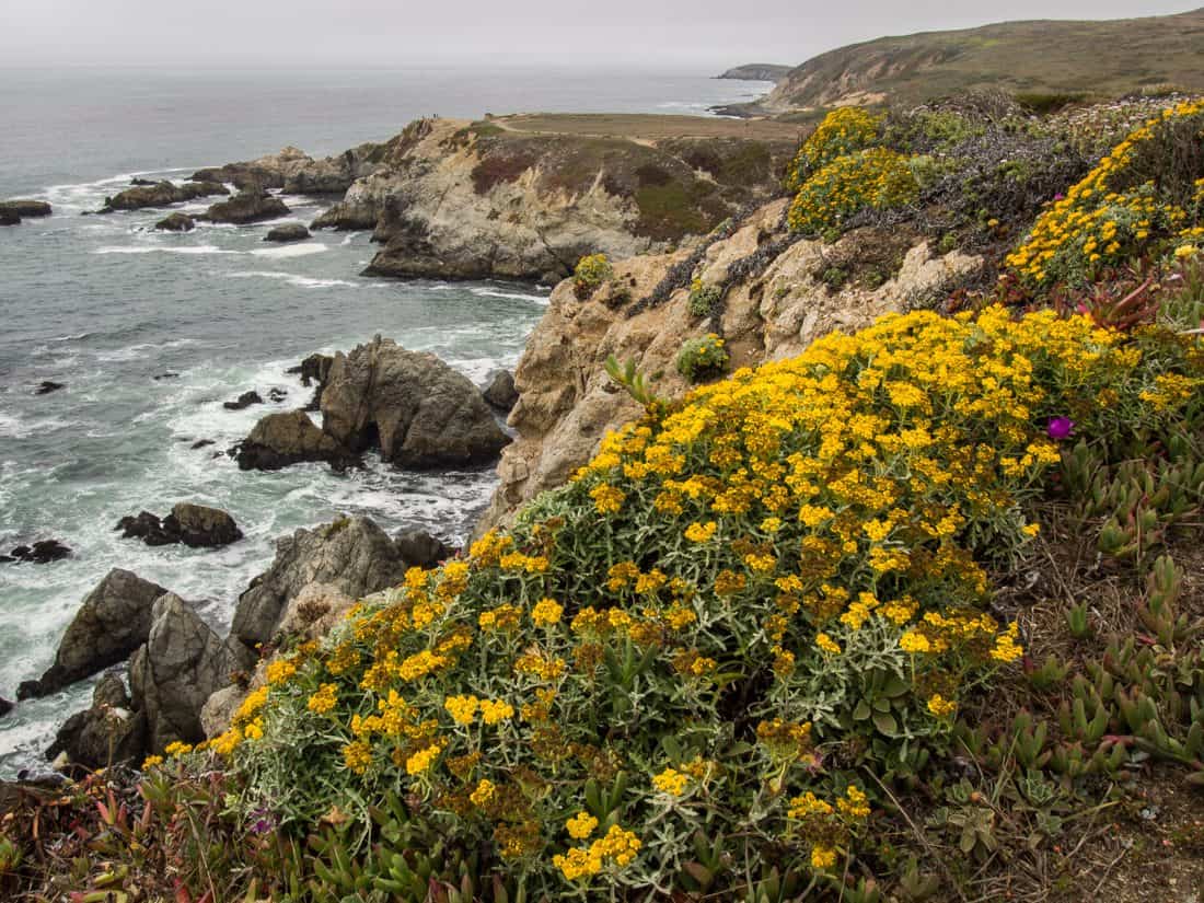 Bodega Head, one of the best things to do in Sonoma, California