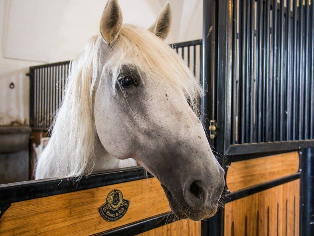 Stallion, Lipica Stud Farm, Slovenia