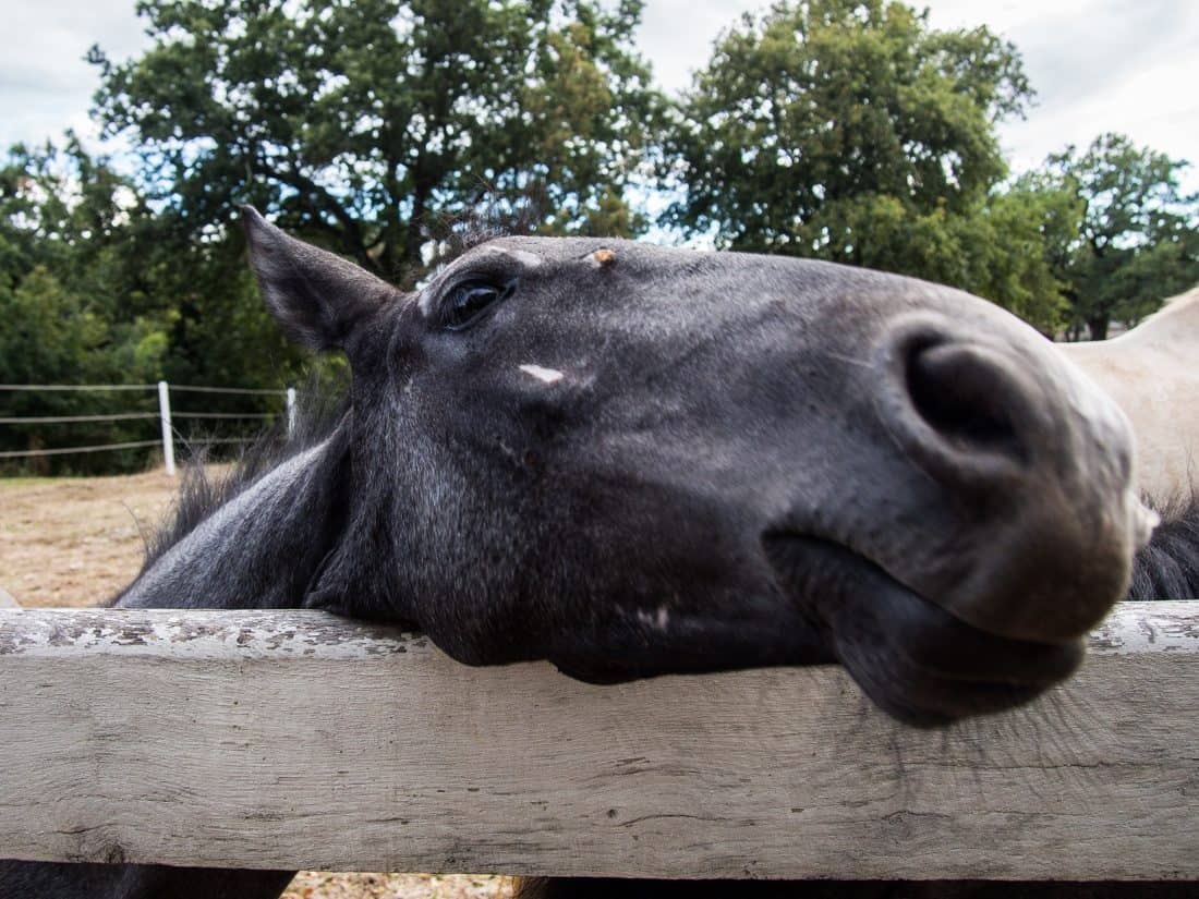 Foal at Lipica Stud Farm, Slovenia