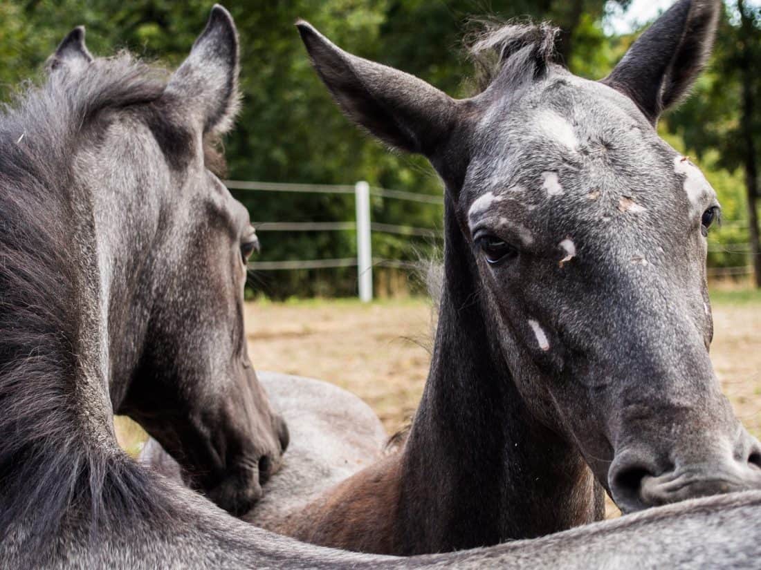 Foals at Lipica Stud Farm, Slovenia