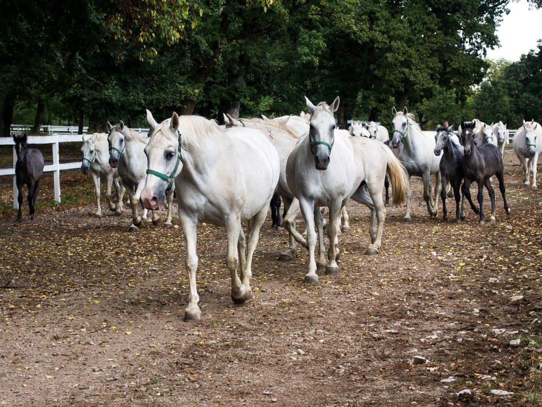 Mares brought in from fields, Lipica Stud Farm, Slovenia