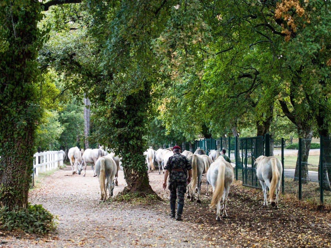 Mares brought in from fields, Lipica Stud Farm, Slovenia