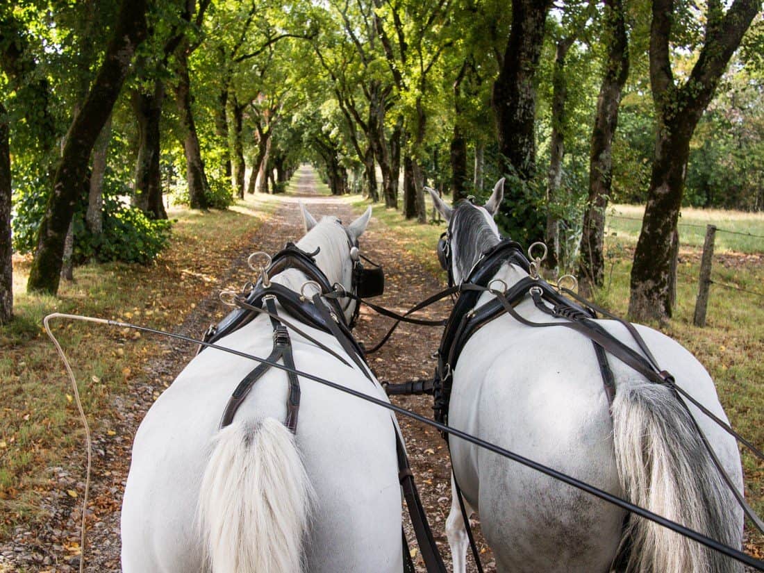 Carriage ride, Lipica Stud Farm, Slovenia