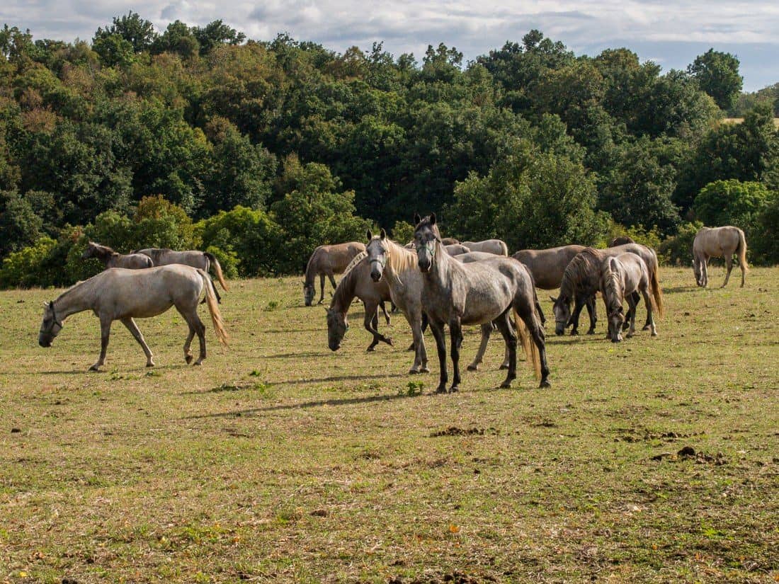 Lipica Stud Farm, Slovenia