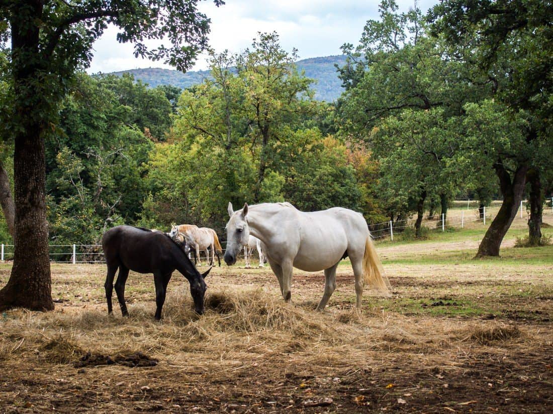 Lipica Stud Farm, Slovenia