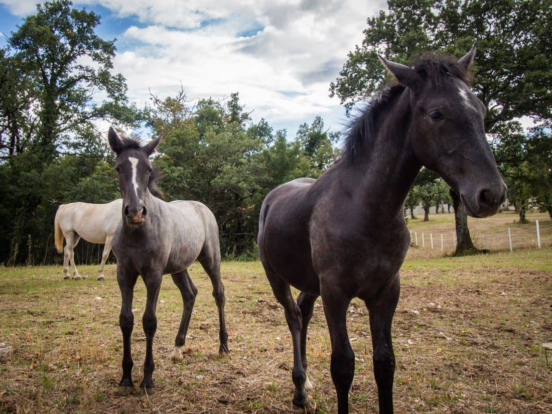 Lipica Stud Farm, Slovenia