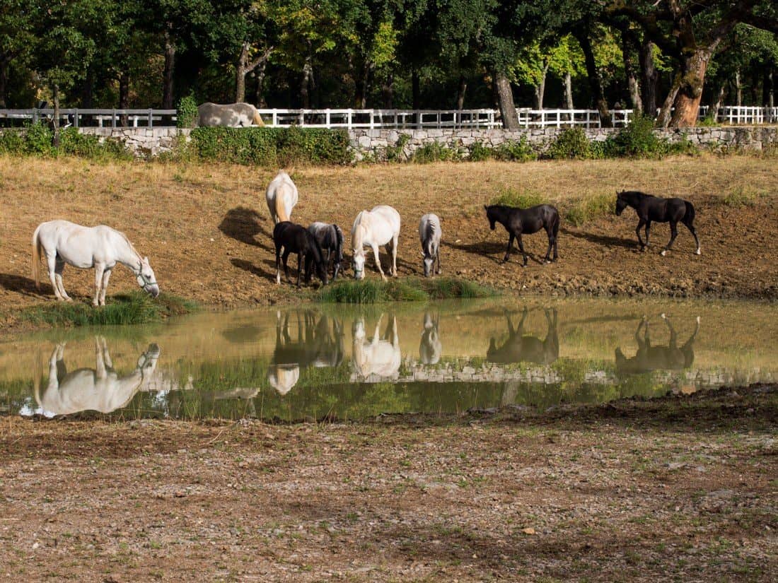 Lipica Stud Farm, Slovenia