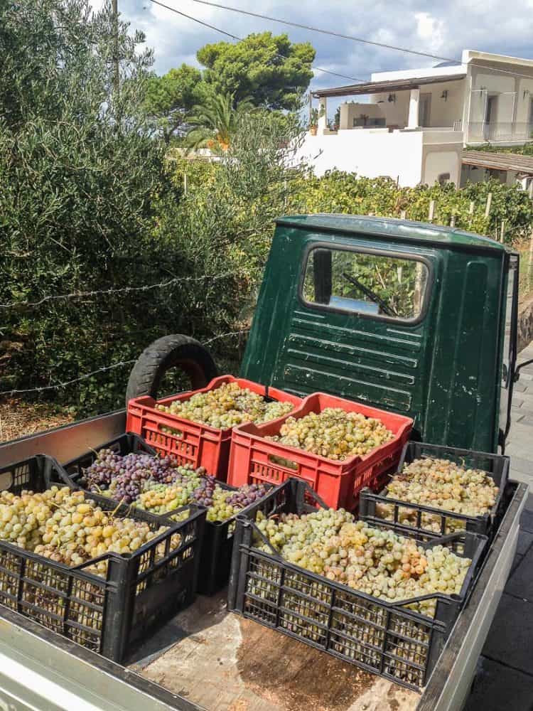Harvesting Malvasia grapes, Malfa, Salina