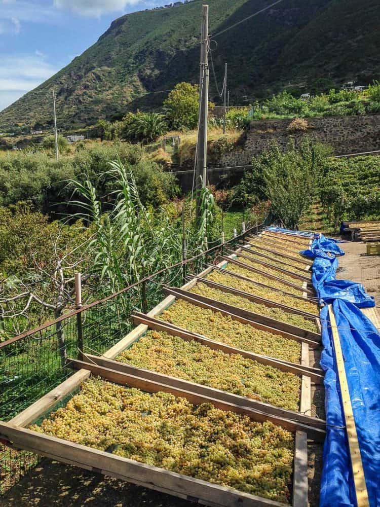Malvasia grapes drying, Malfa, Salina