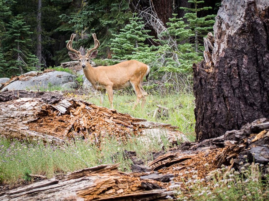 Deer on the Taft Point hike, Yosemite