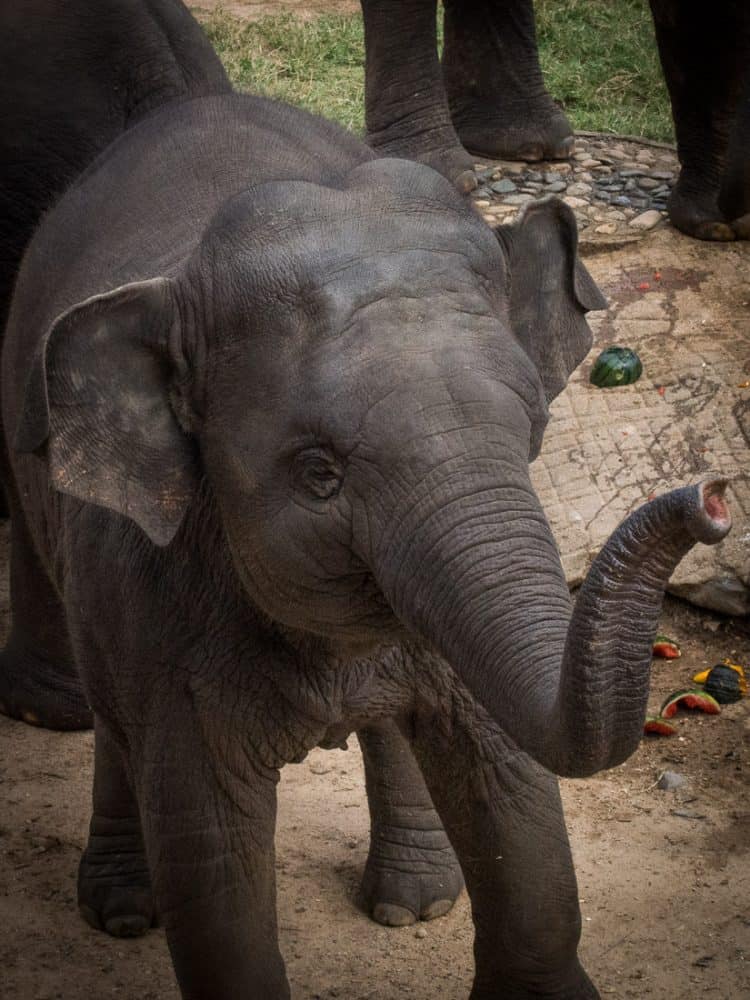 Baby elephant at Elephant Nature Park