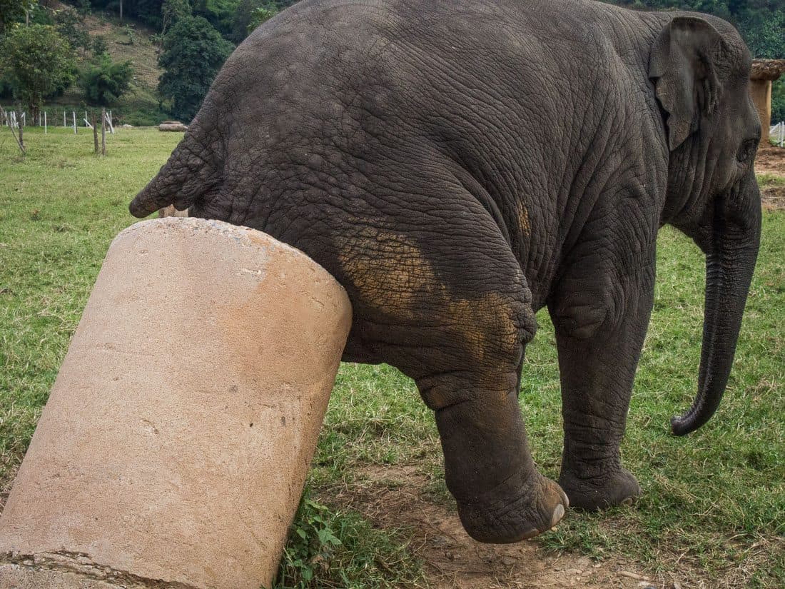 Elephant scratching at Elephant Nature Park