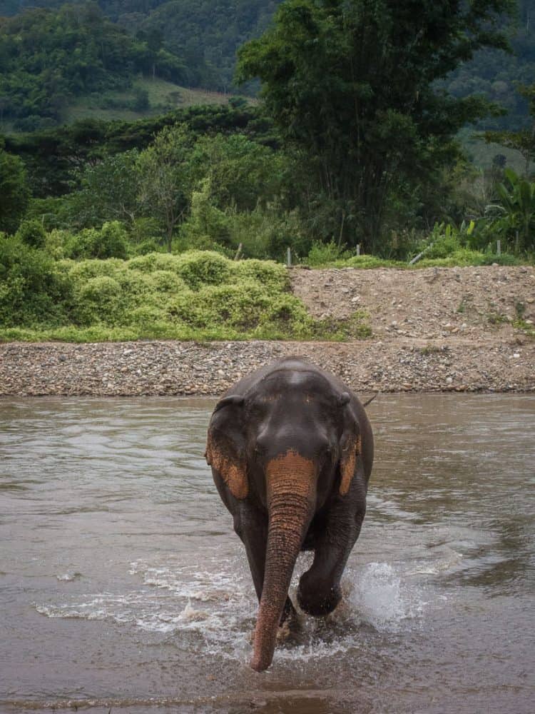 Elephant Nature Park