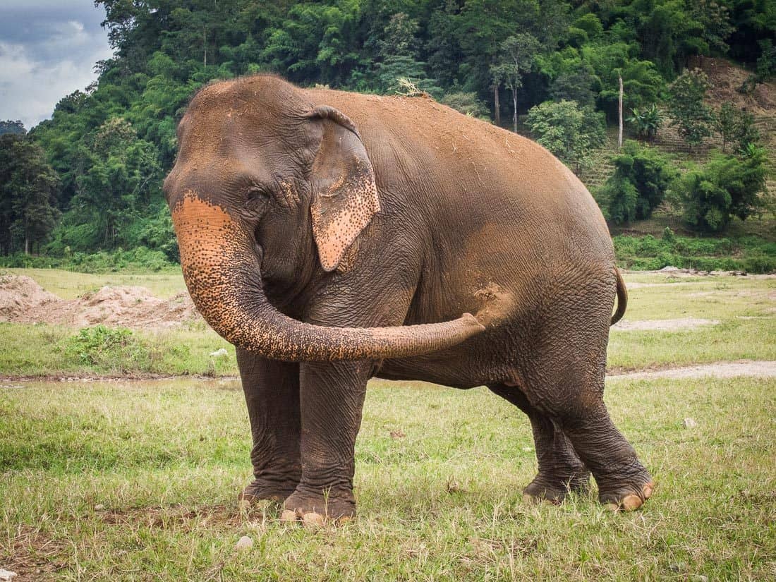 Elephant Nature park mud bath