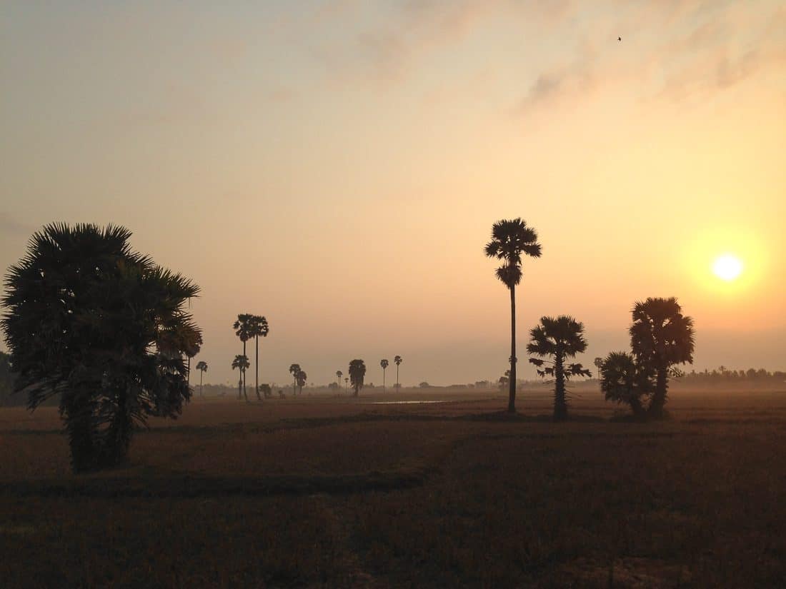 Rice paddies outside Kampot at sunrise