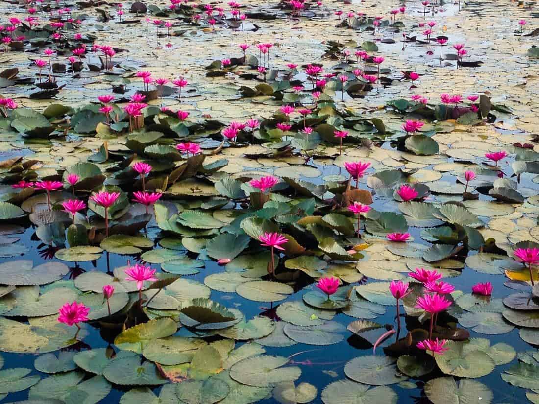 Lily pond, Kampot, Cambodia