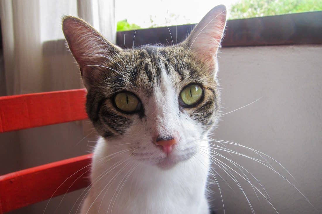 San Pancho cat