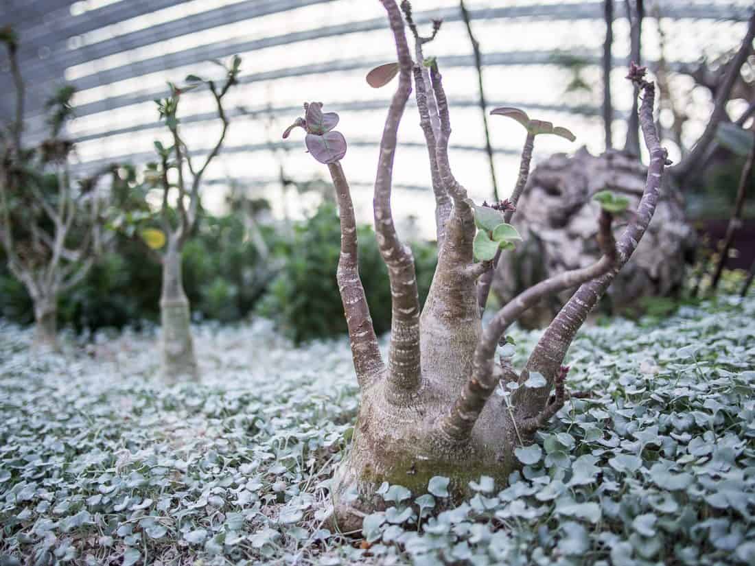 Baby baobabs (?) in the Flower Dome