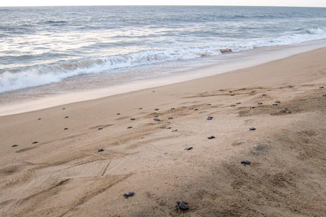 San Pancho turtle release