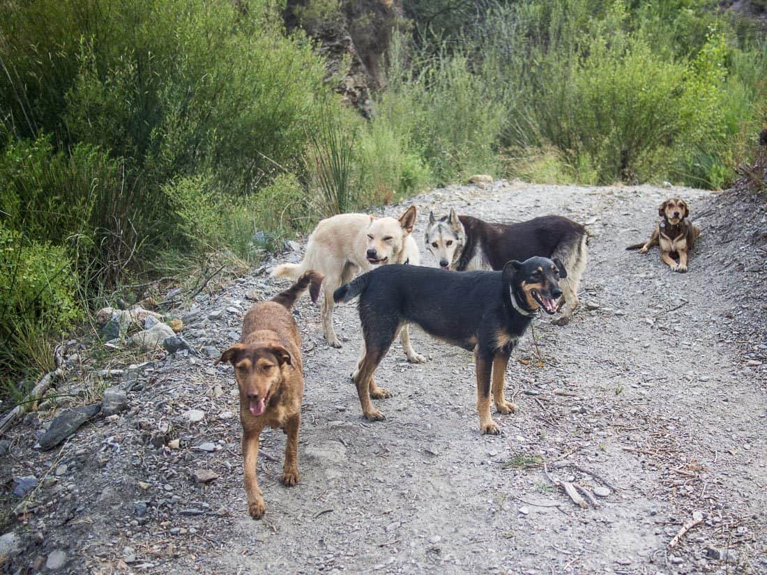 All five dogs on the evening walk 